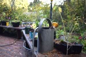 A photo of a garden with a watering can.